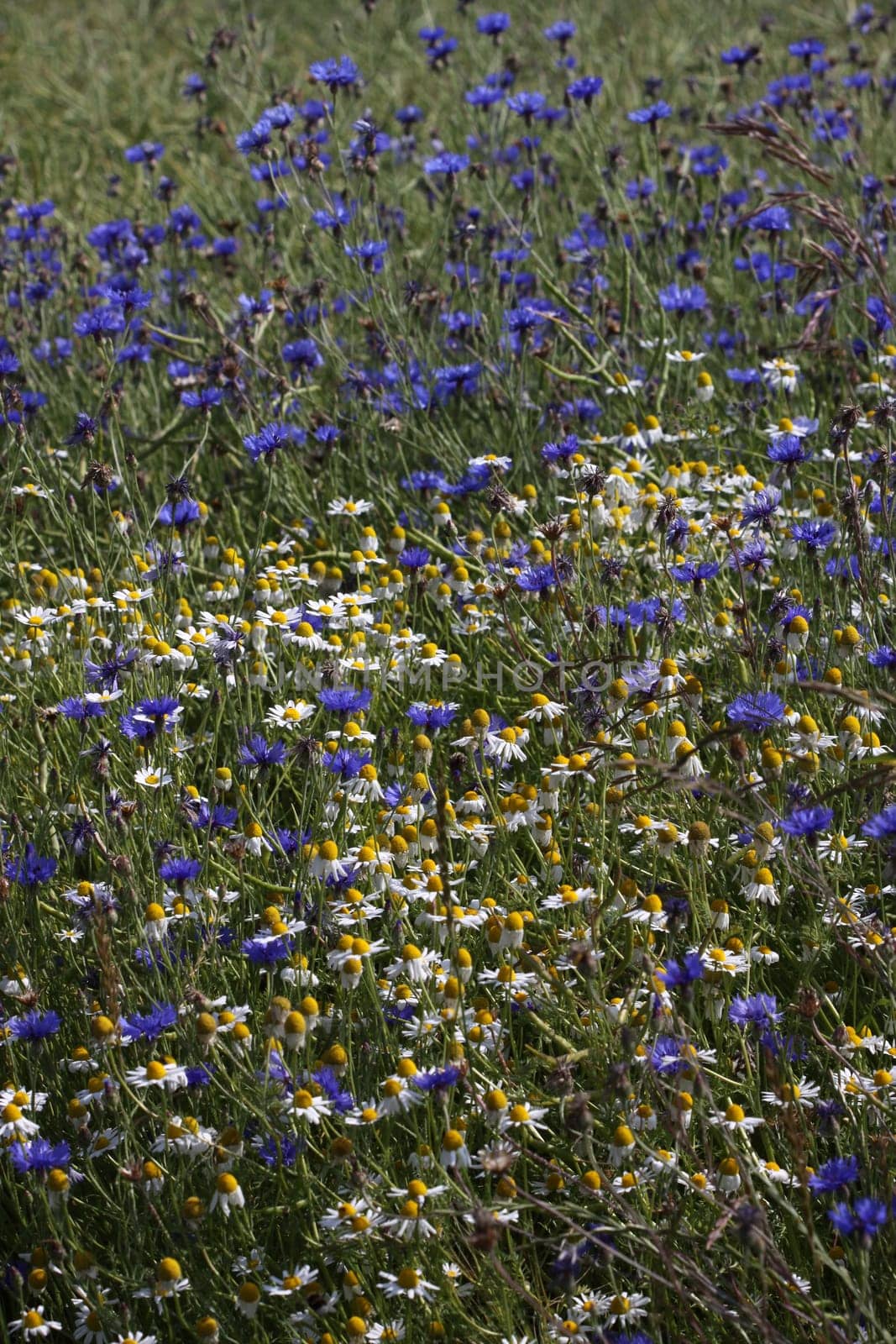 Cornflowers