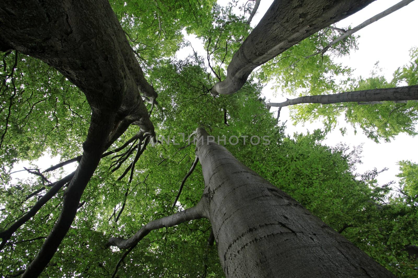 Old beech forest