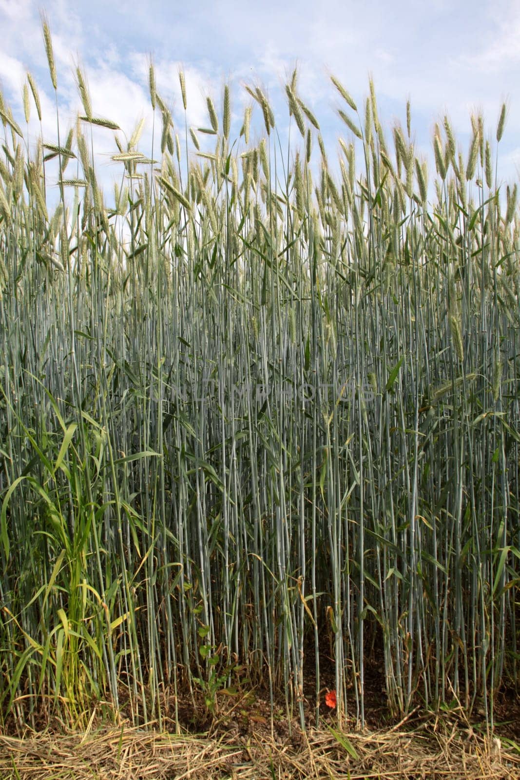 Green barley