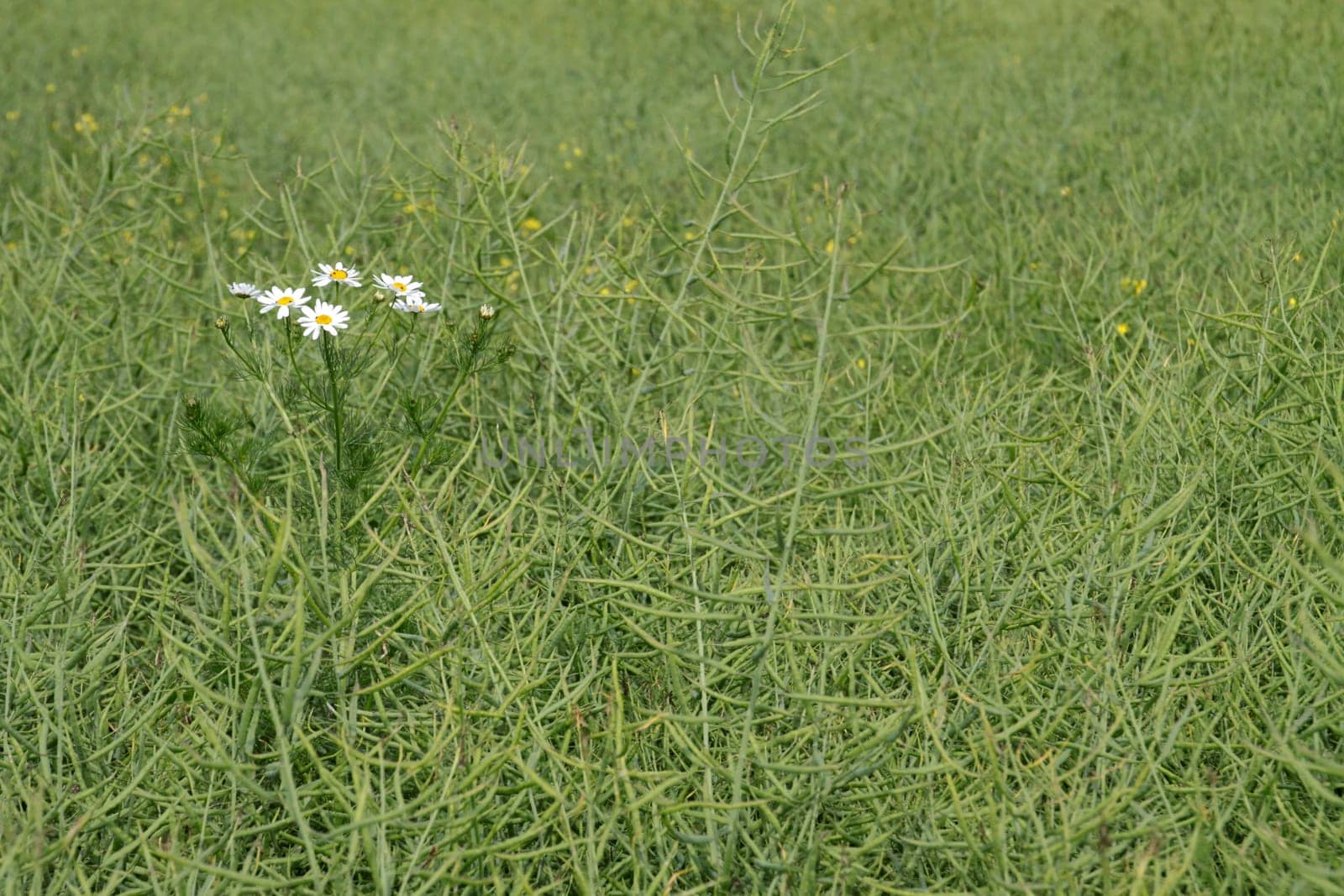 Margerite in the rapeseed field