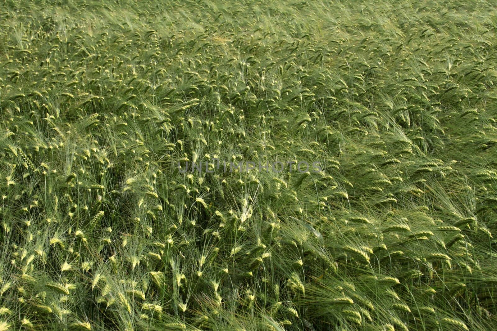 Grain field (barley)