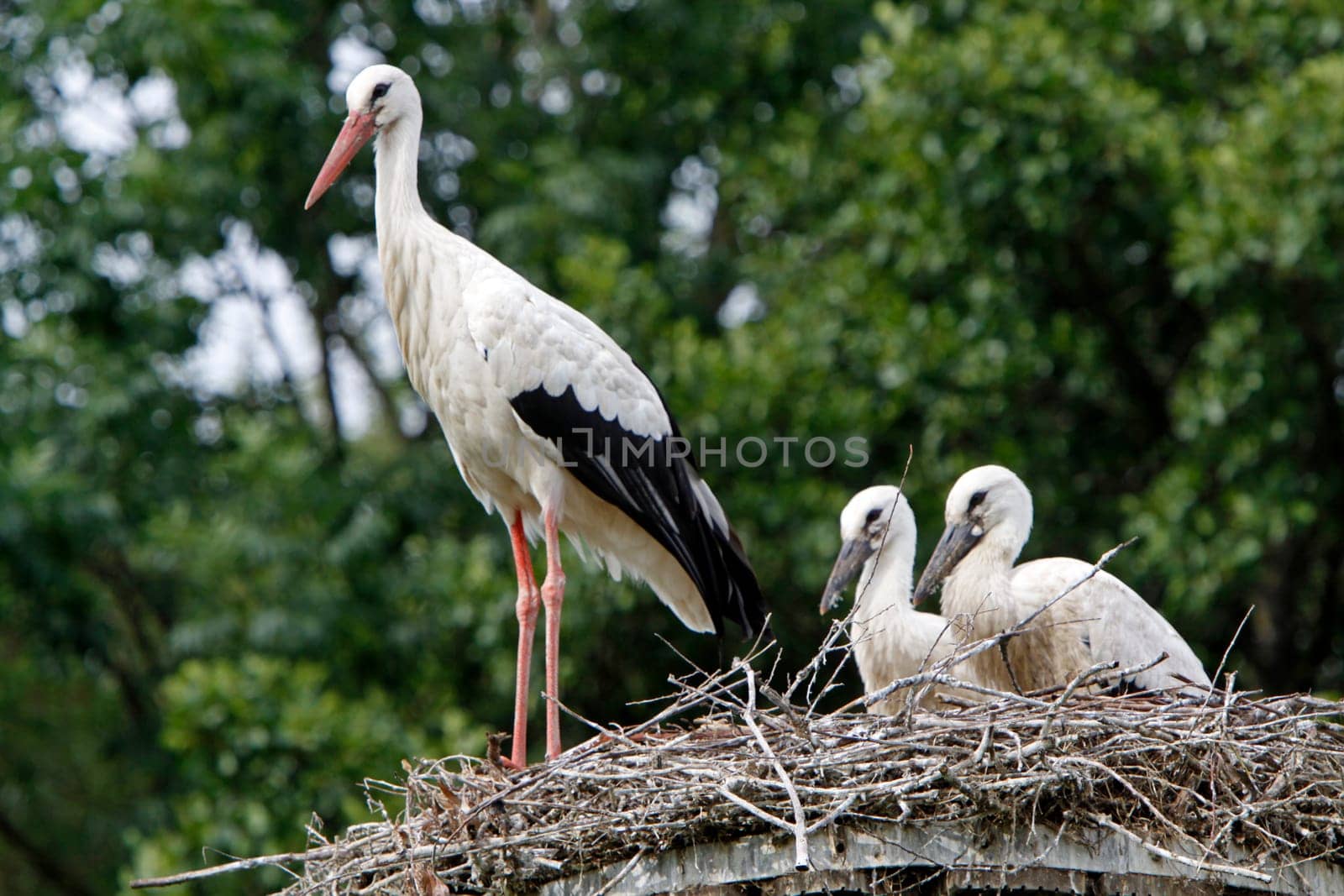 Stork's Nest