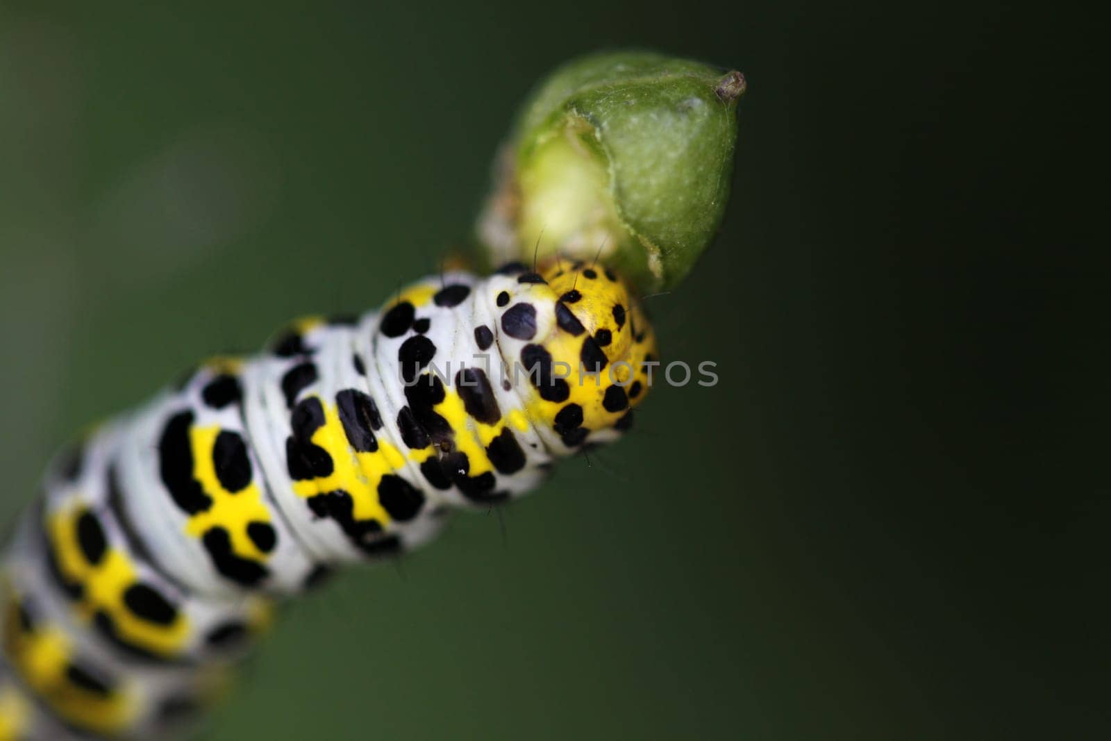 Brownroot monk (caterpillar)