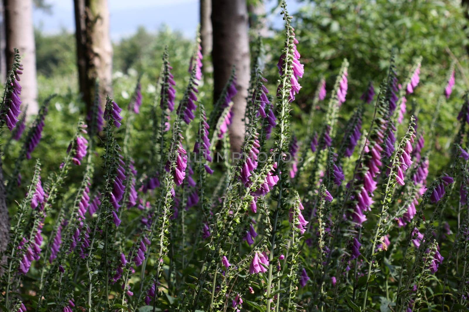 Red foxglove at the edge of the forest