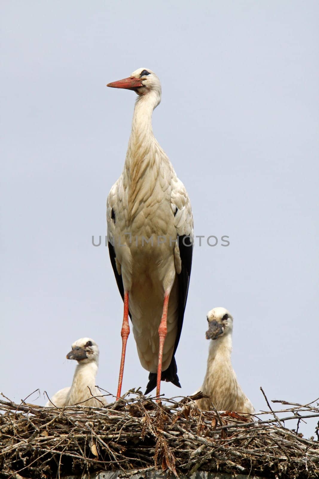 Stork's Nest