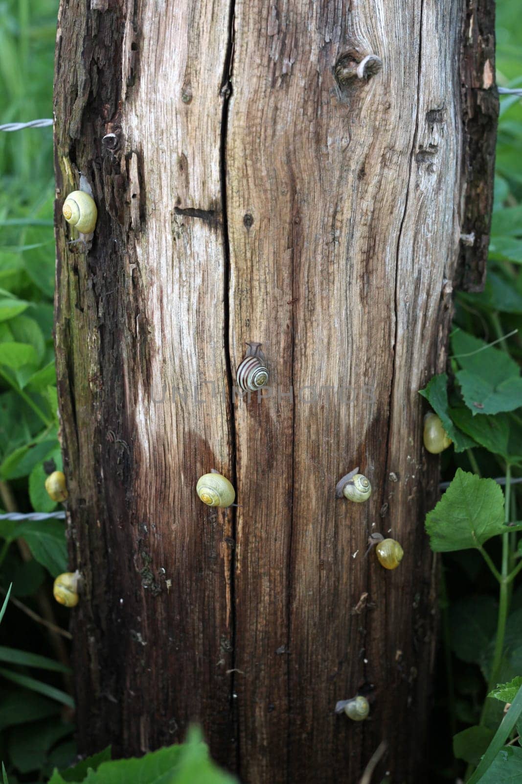 Snails on a damp fence post