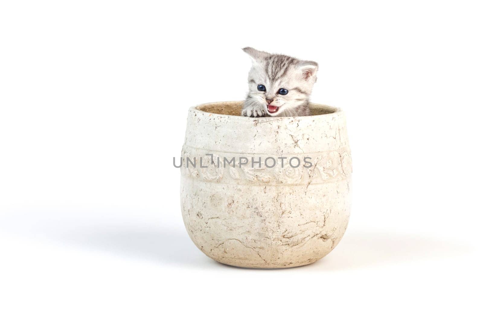 young kittens