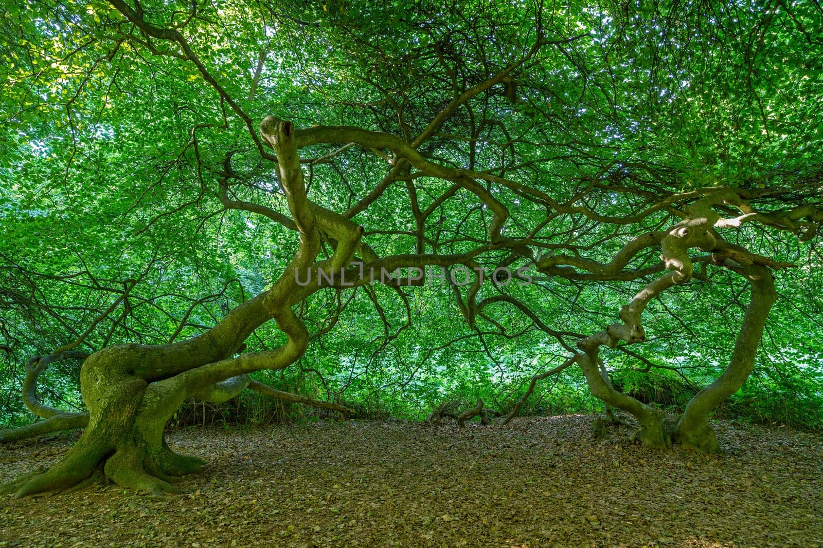 Witches' Forest
