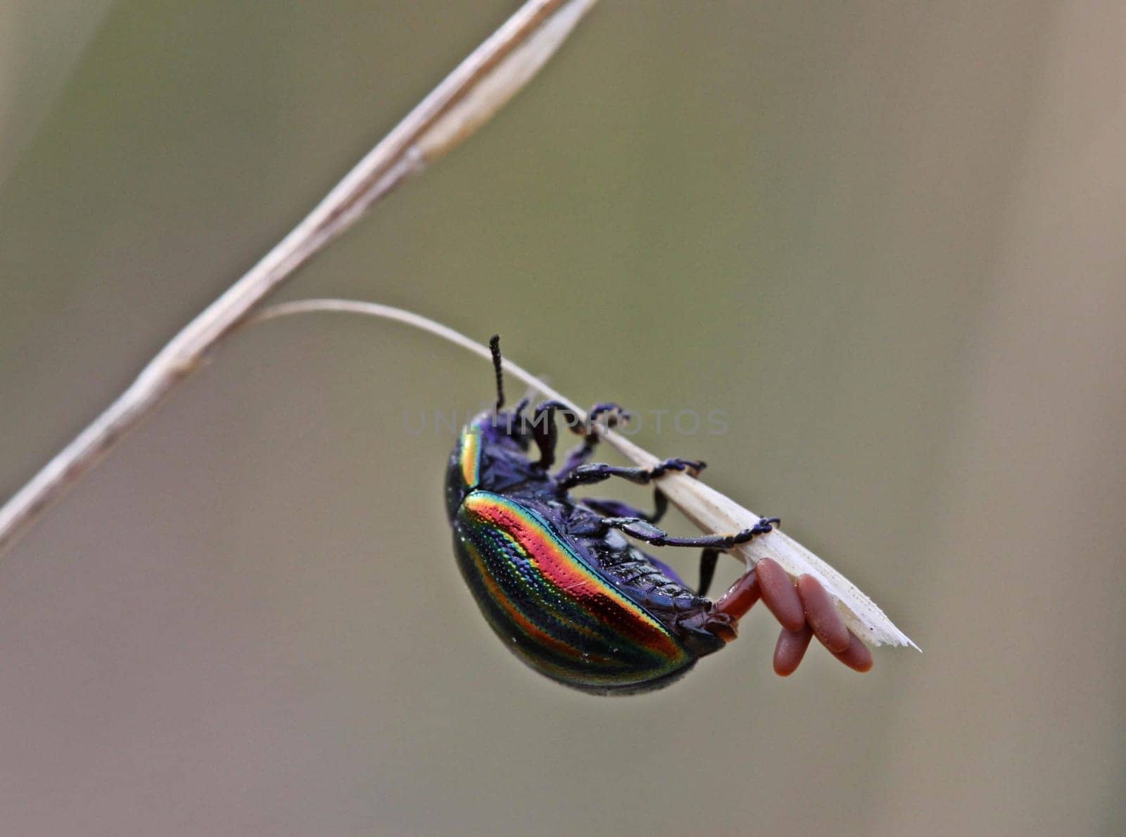 Rainbow leaf beetle (Chrysolina cerealis) laying eggs