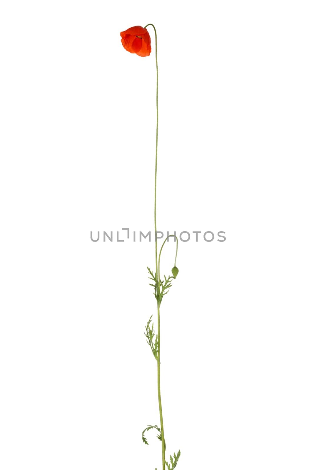 Poppy isolated on white background