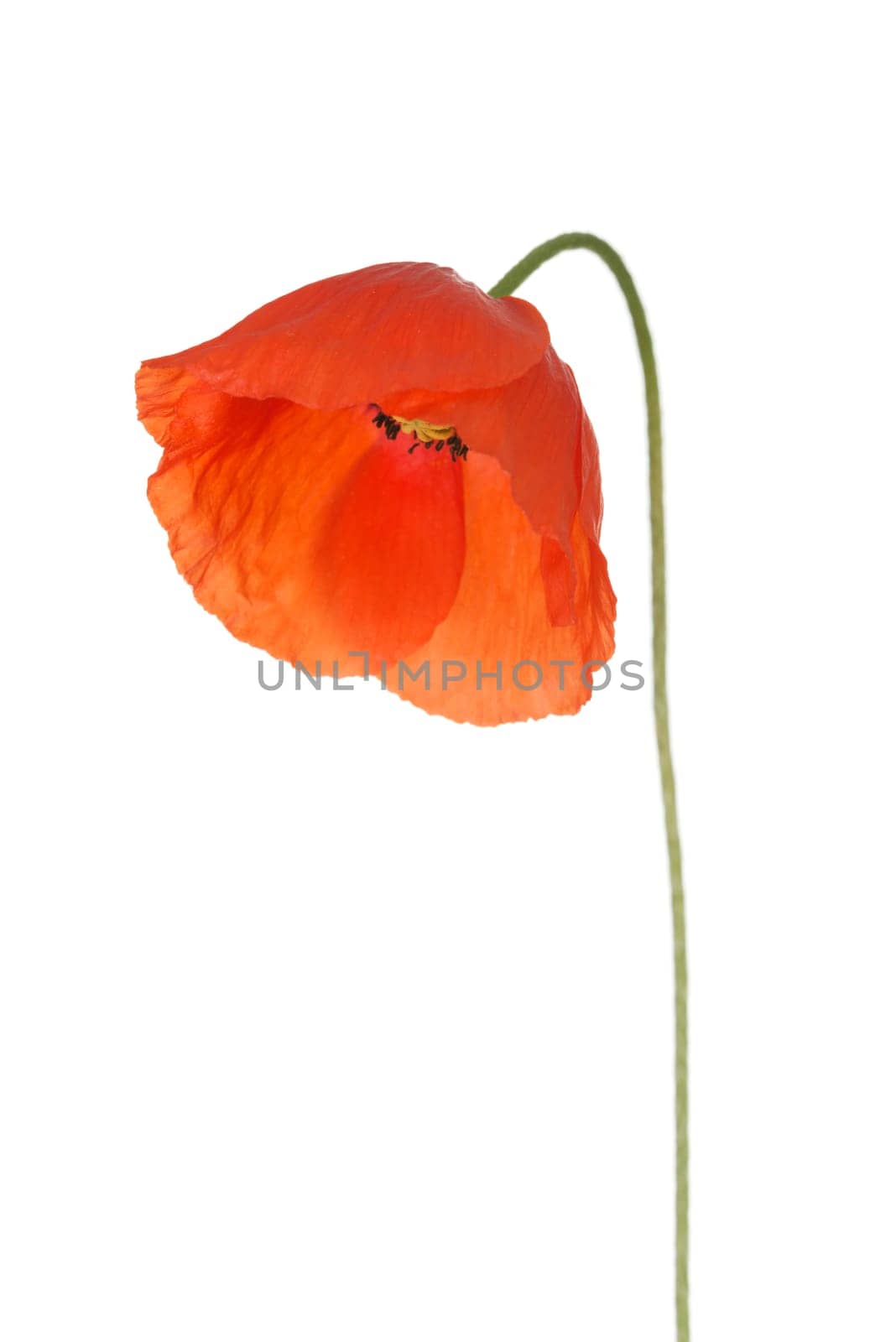 Poppy isolated on white background