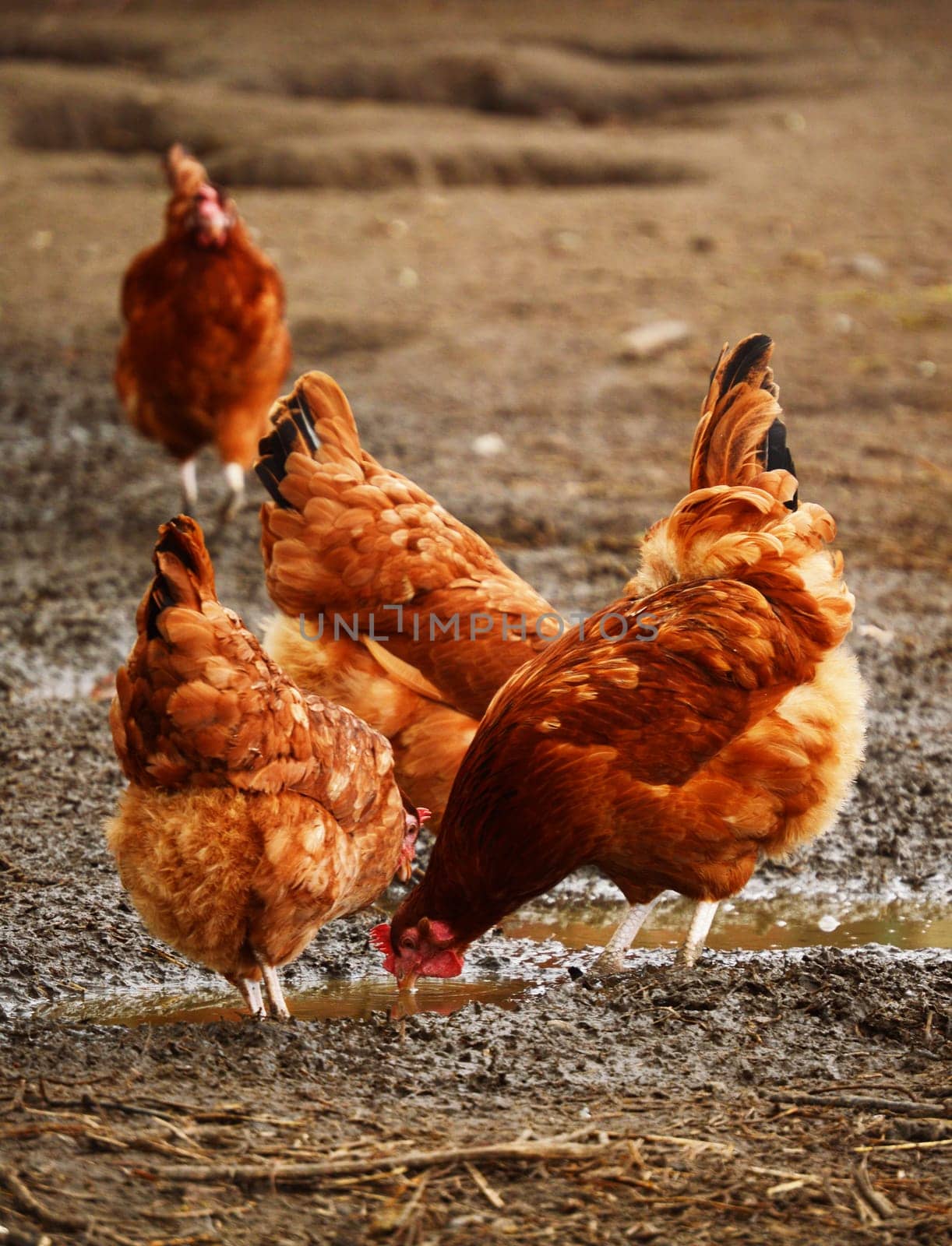 Traditional free range poultry farming