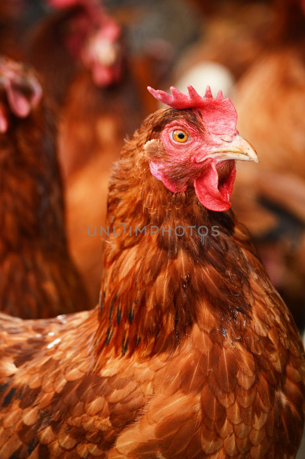 Traditional free range poultry farming