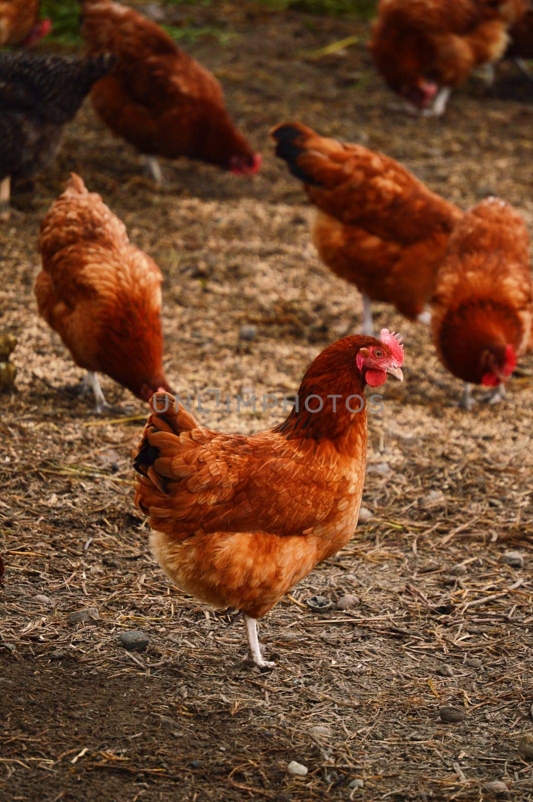 Traditional free range poultry farming