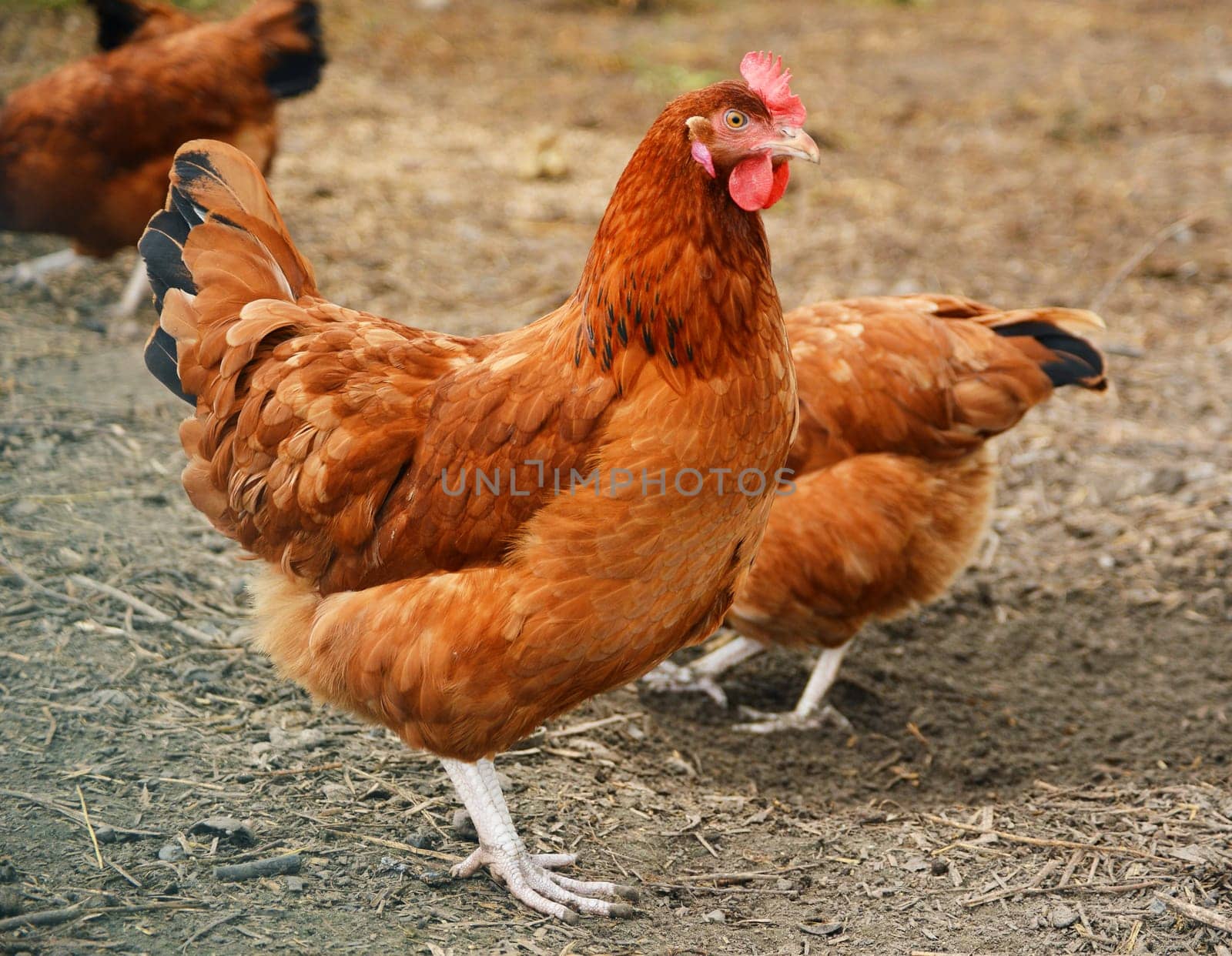 Traditional free range poultry farming