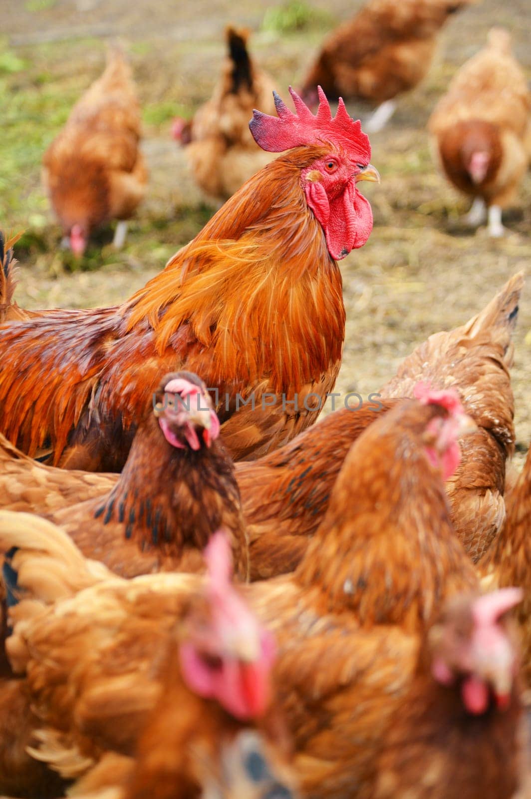 Rooster in traditional free range poultry farming