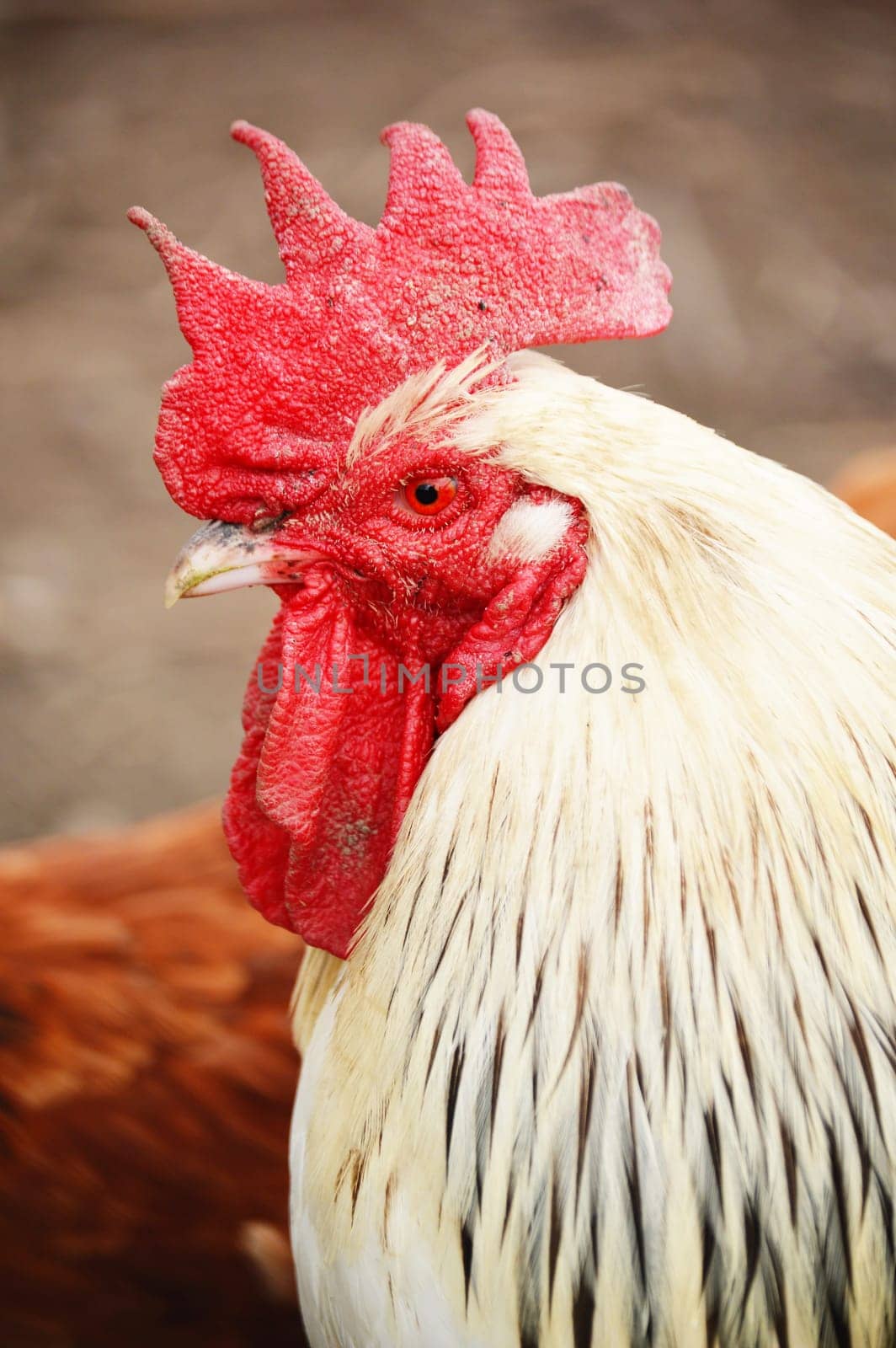 Rooster in traditional free range poultry farming