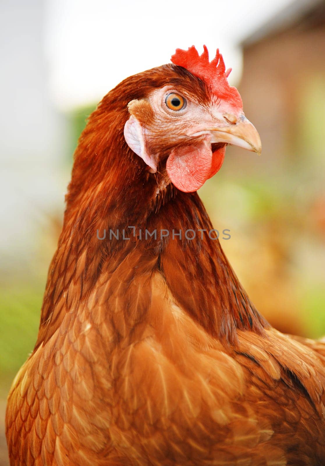 Traditional free range poultry farming