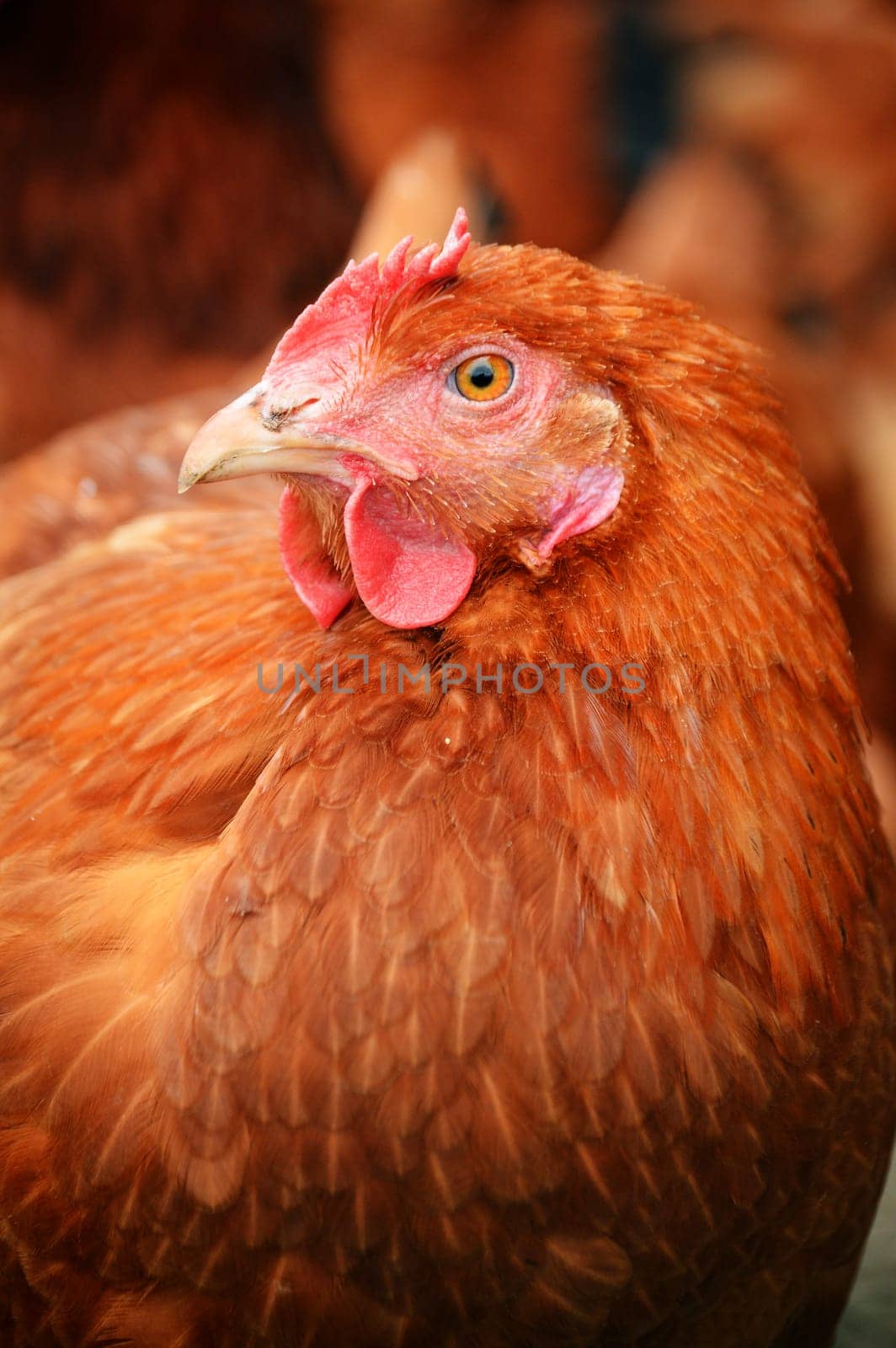 Traditional free range poultry farming