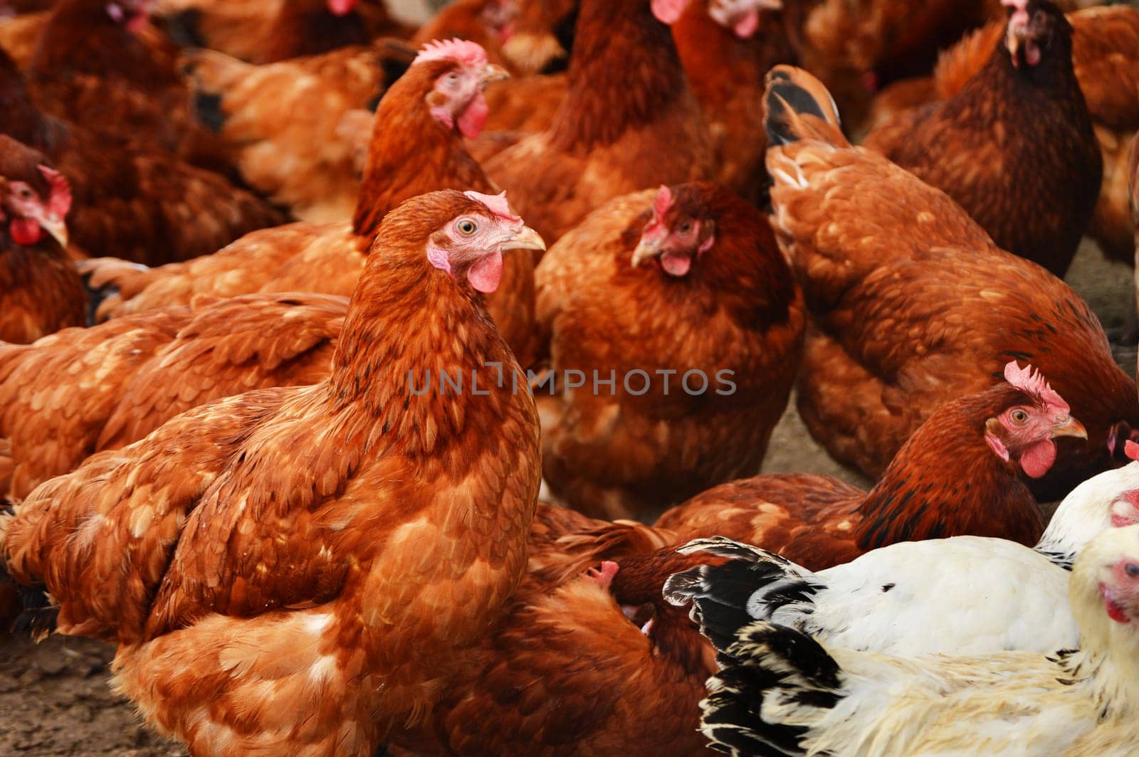 Traditional free range poultry farming