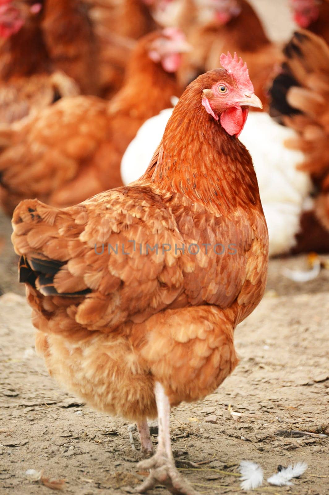 Traditional free range poultry farming