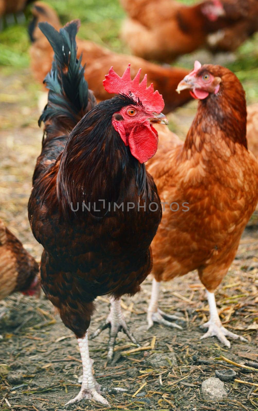 Rooster in traditional free range poultry farming