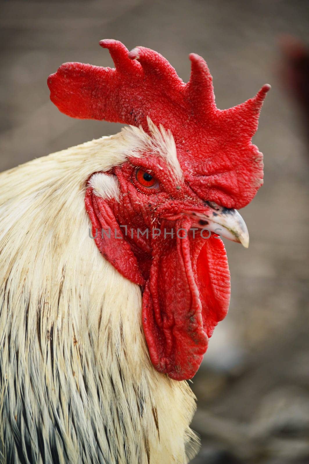 Rooster in traditional free range poultry farming