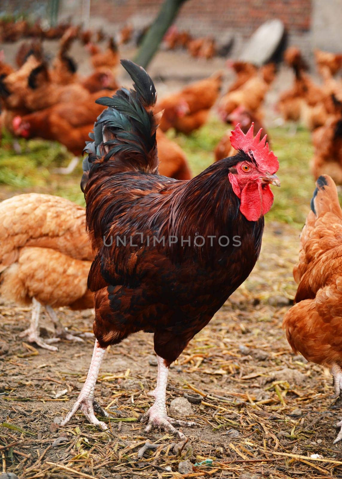 Rooster in traditional free range poultry farming
