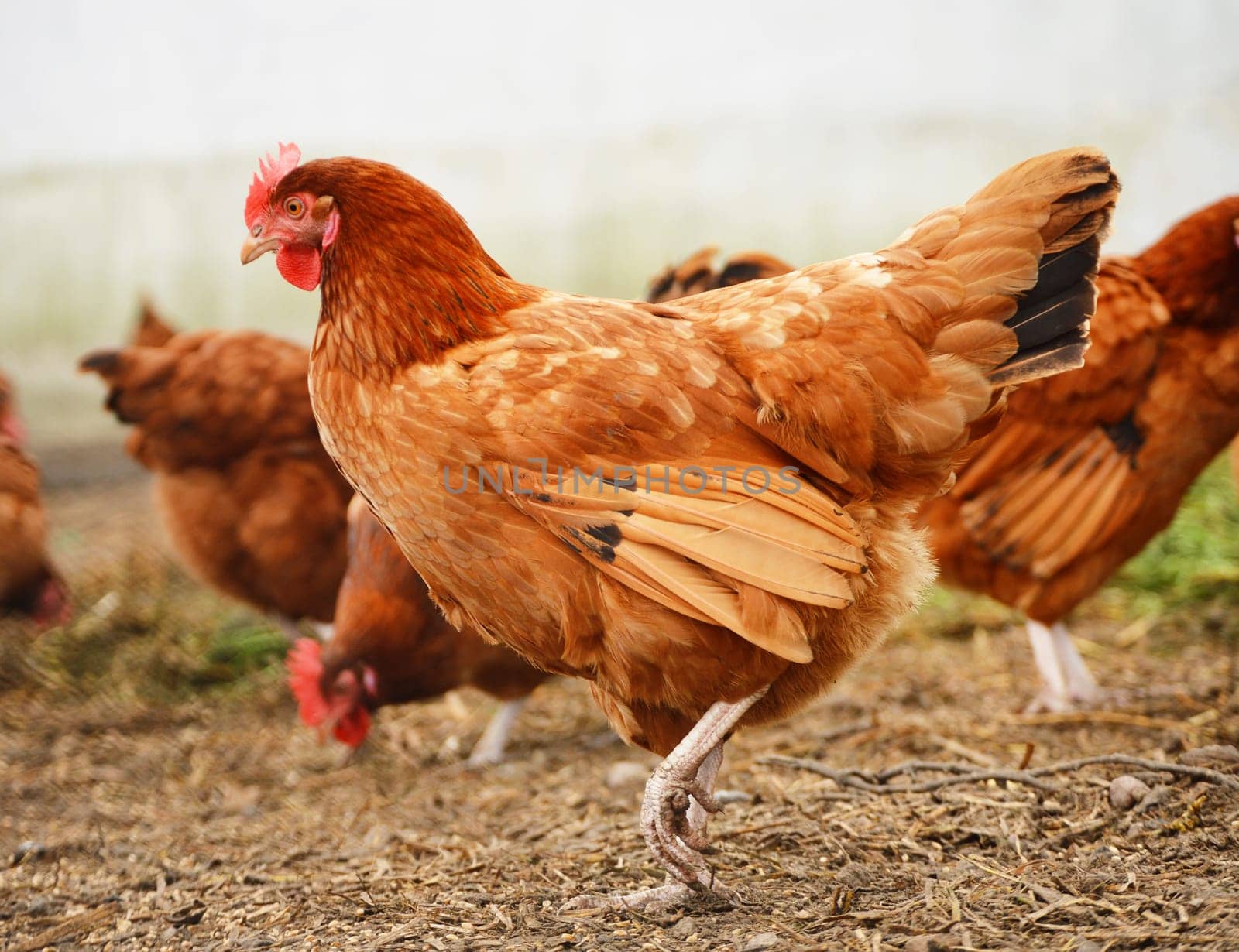 Traditional free range poultry farming
