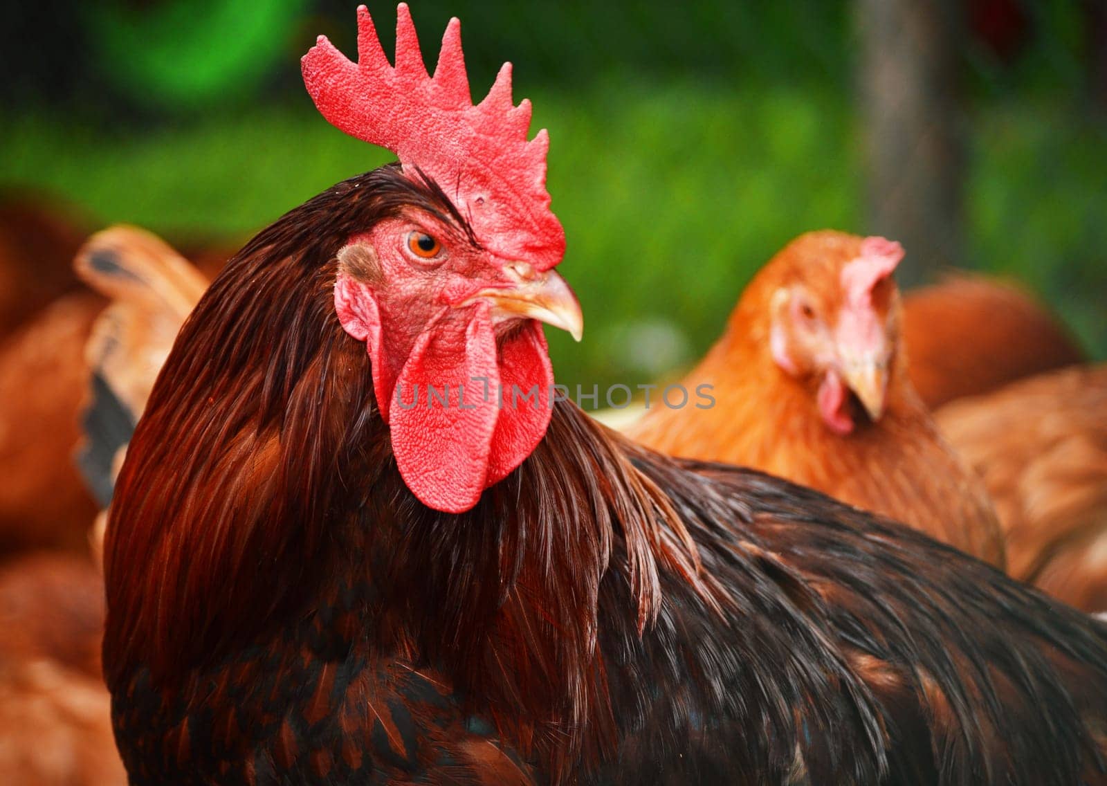 Rooster in traditional free range poultry farming