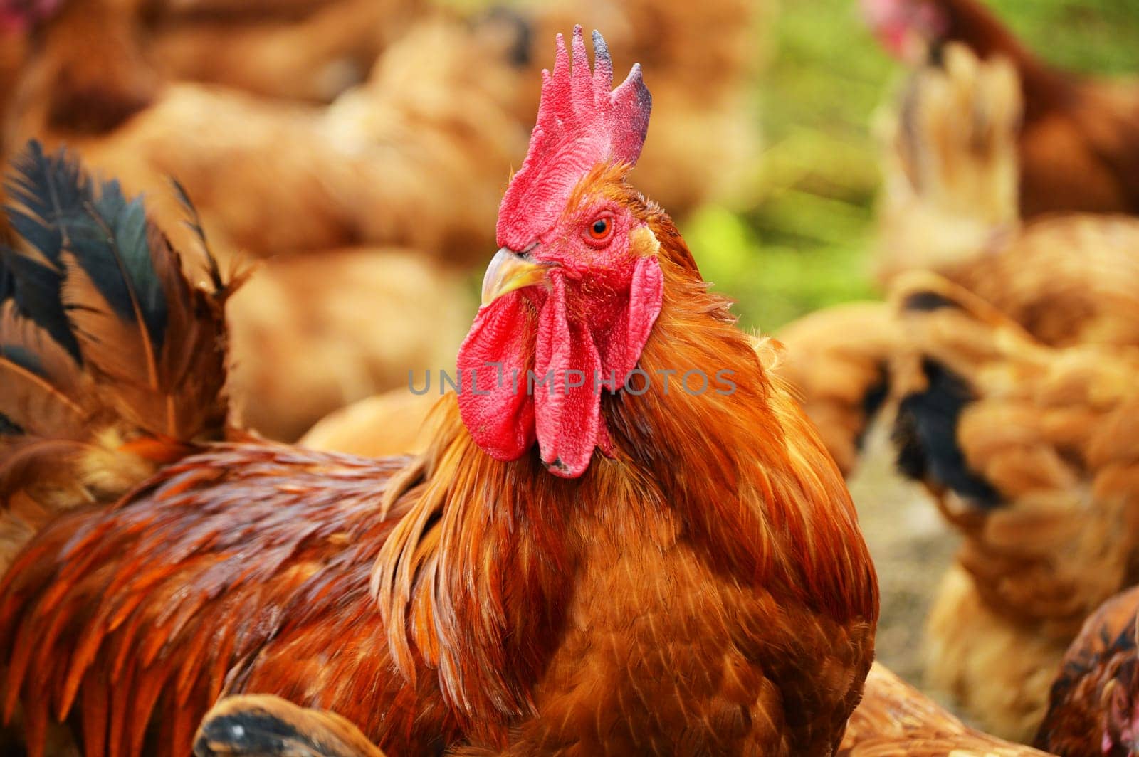 Rooster in traditional free range poultry farming