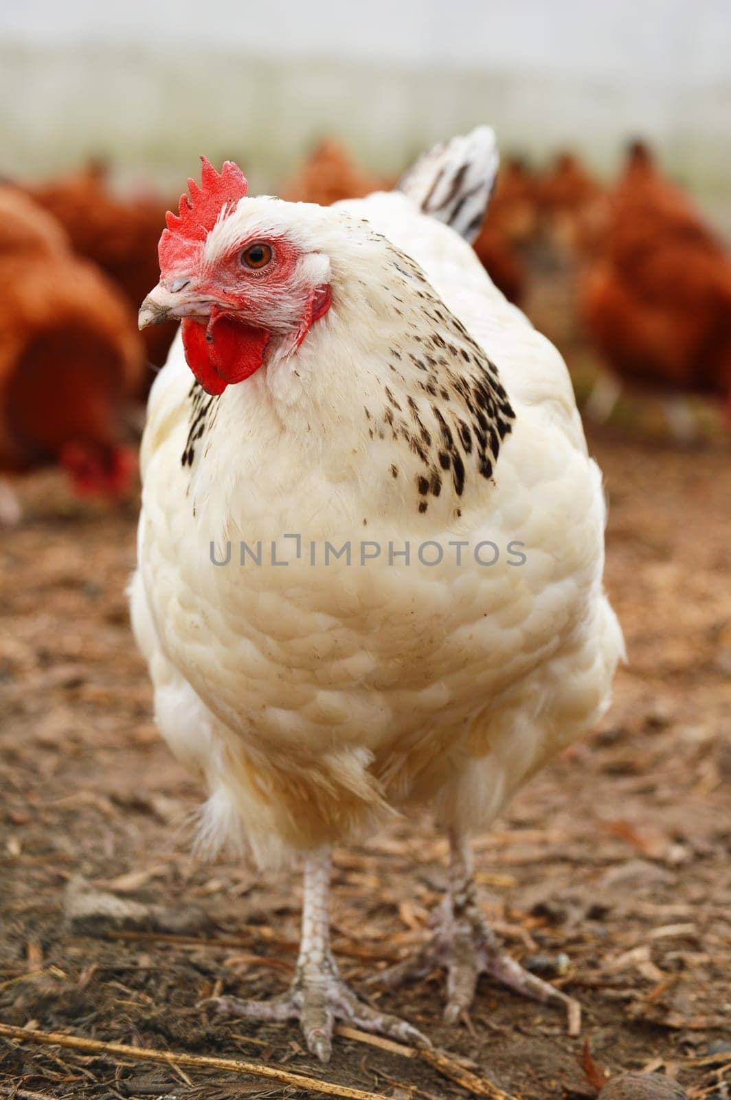 Traditional free range poultry farming
