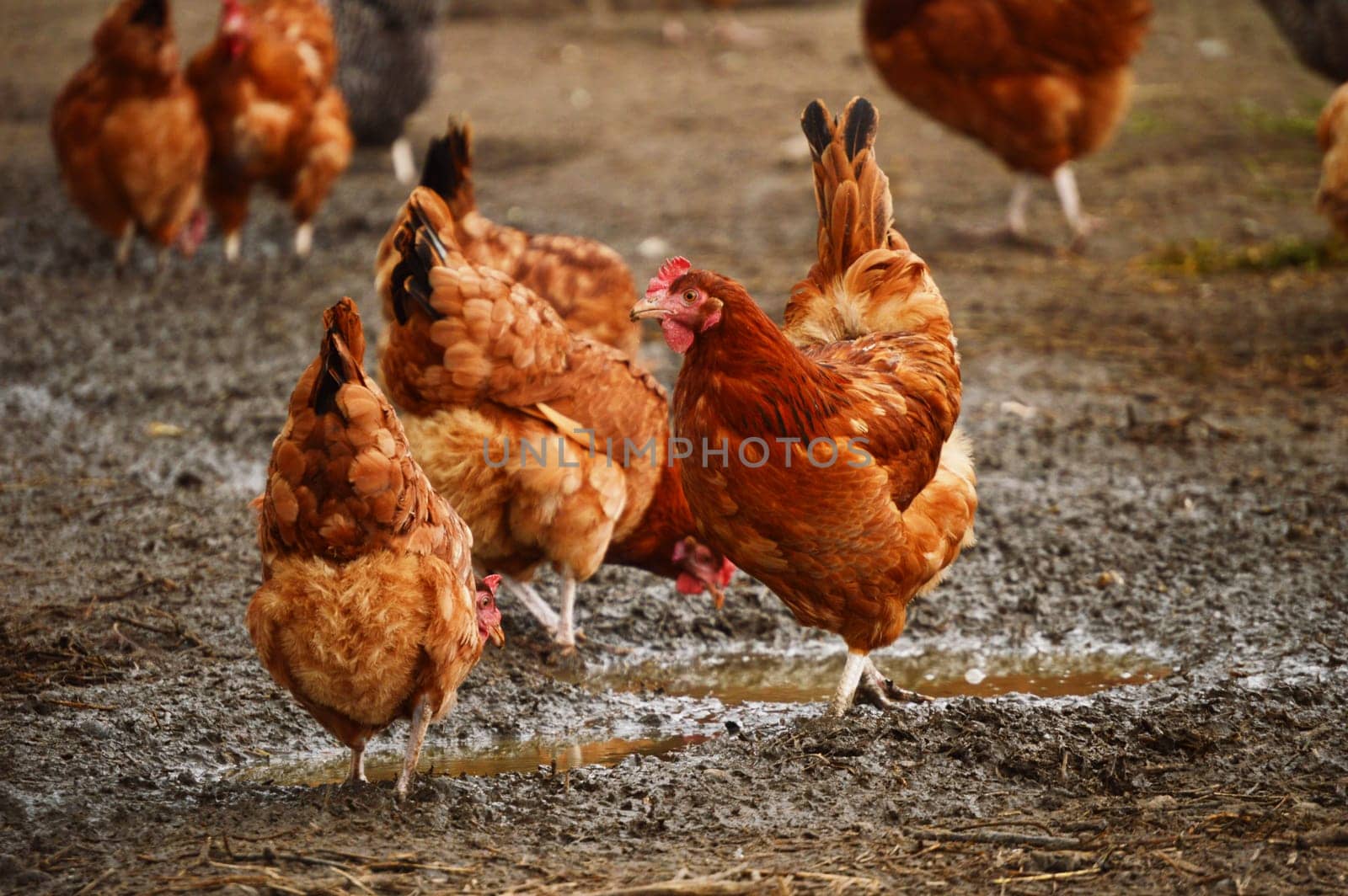 Traditional free range poultry farming
