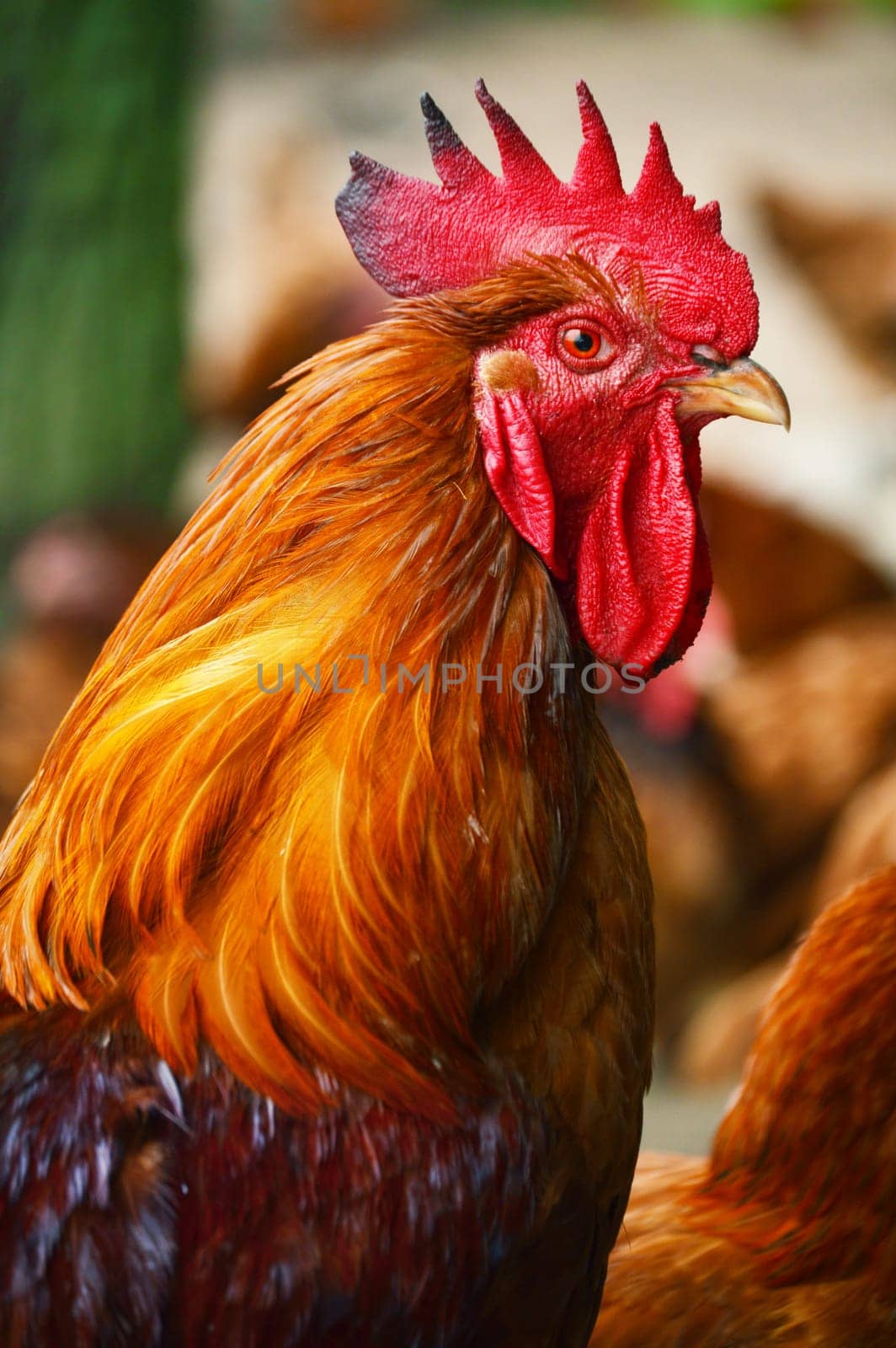 Rooster in traditional free range poultry farming
