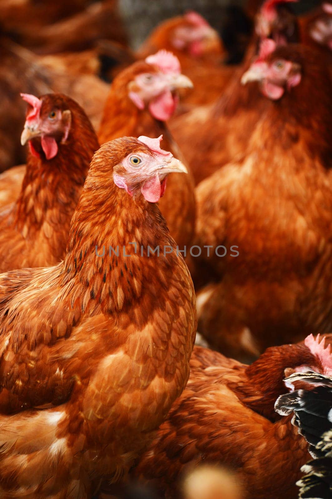 Traditional free range poultry farming