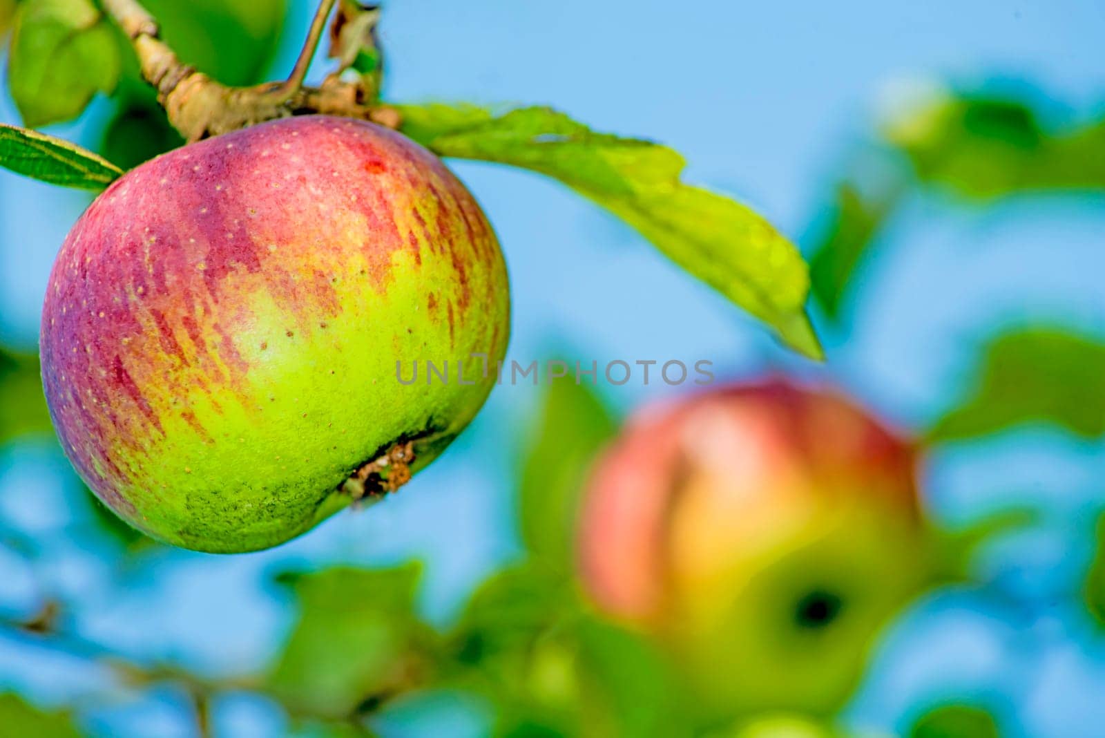 Apple on the tree