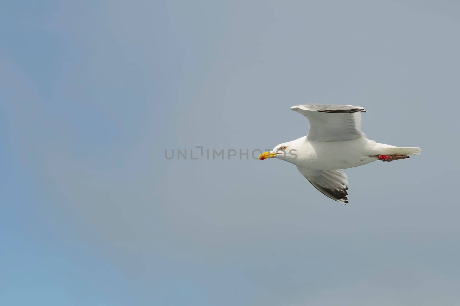 herring gull