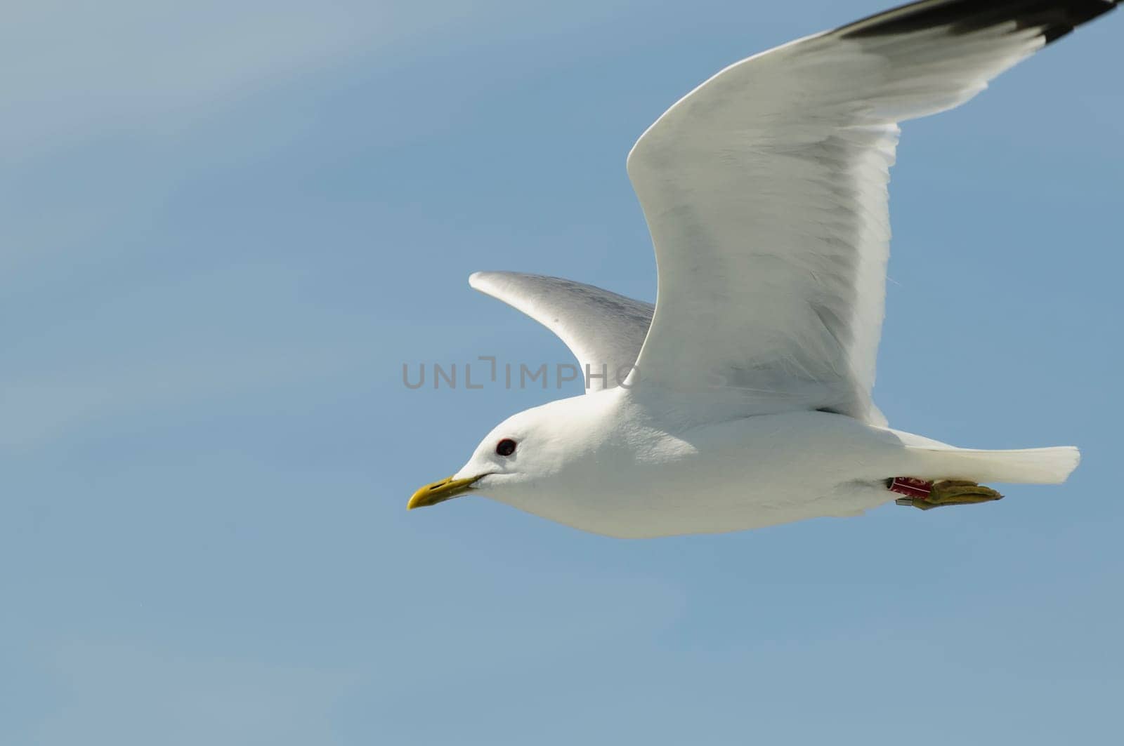 herring gull