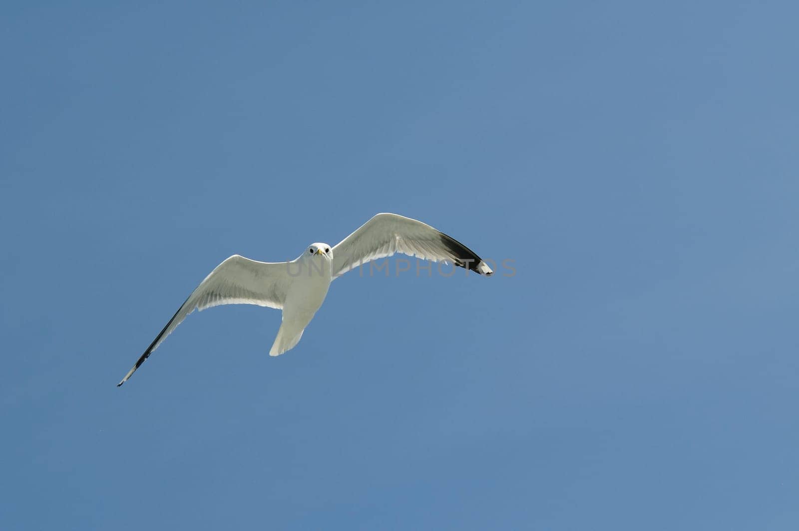 herring gull