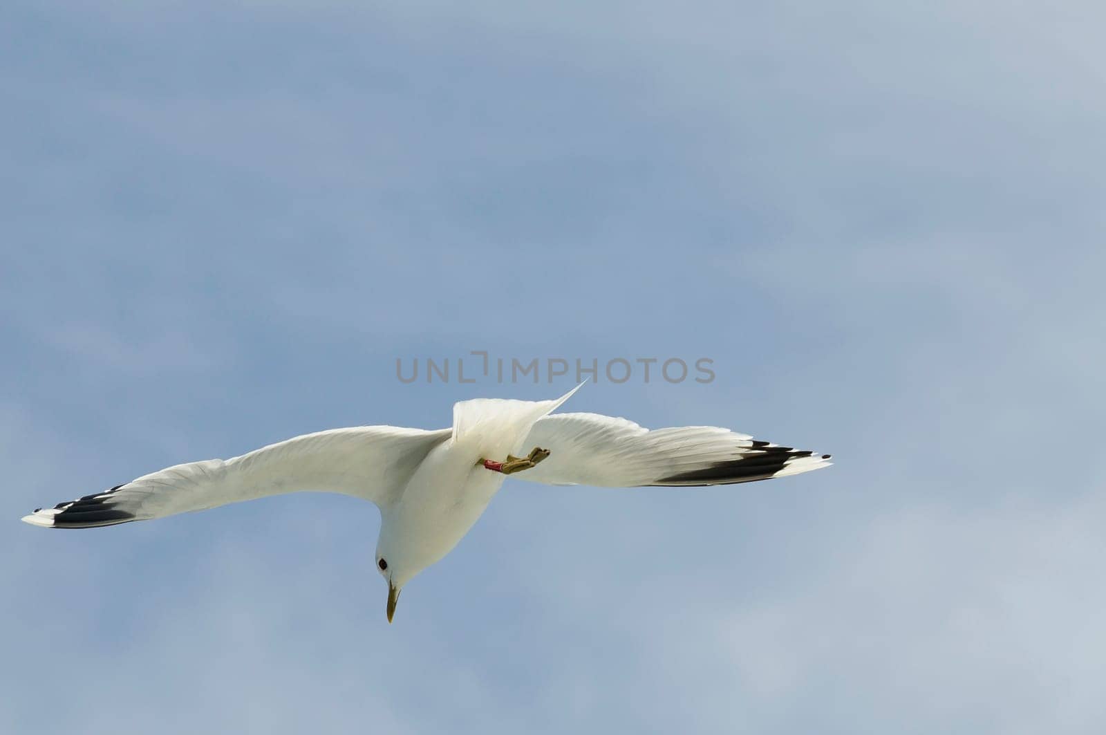 herring gull