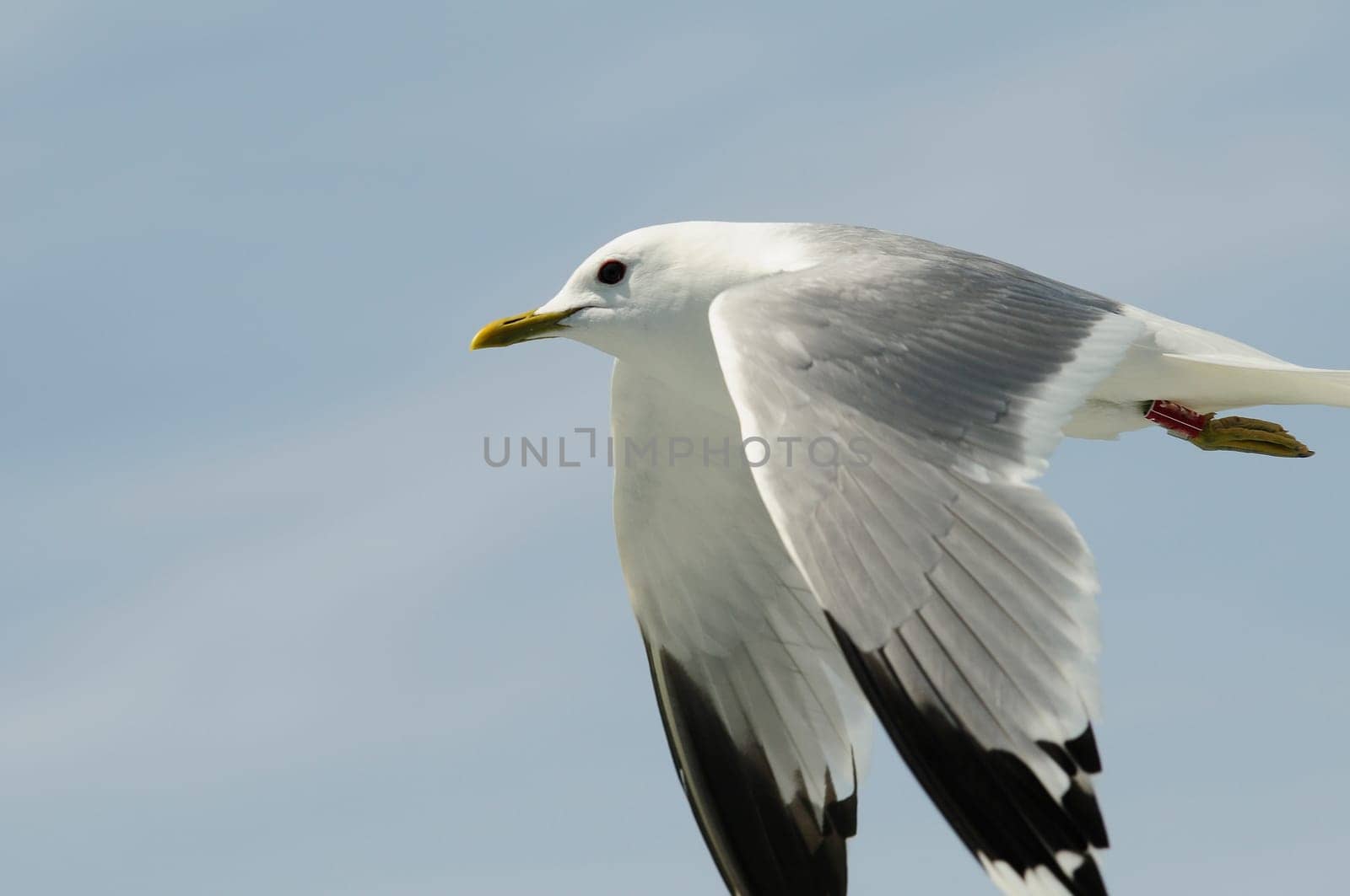 herring gull