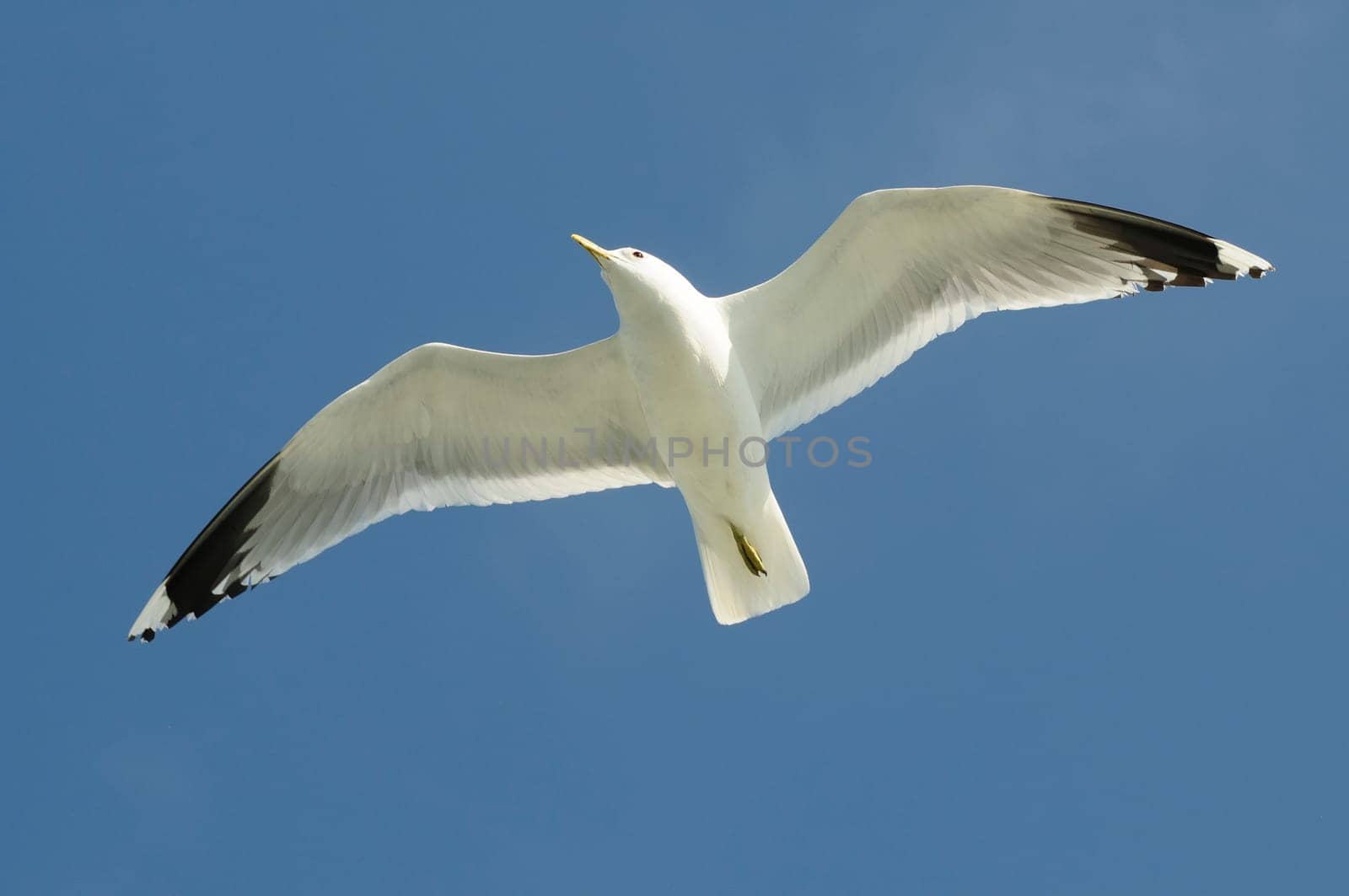 herring gull