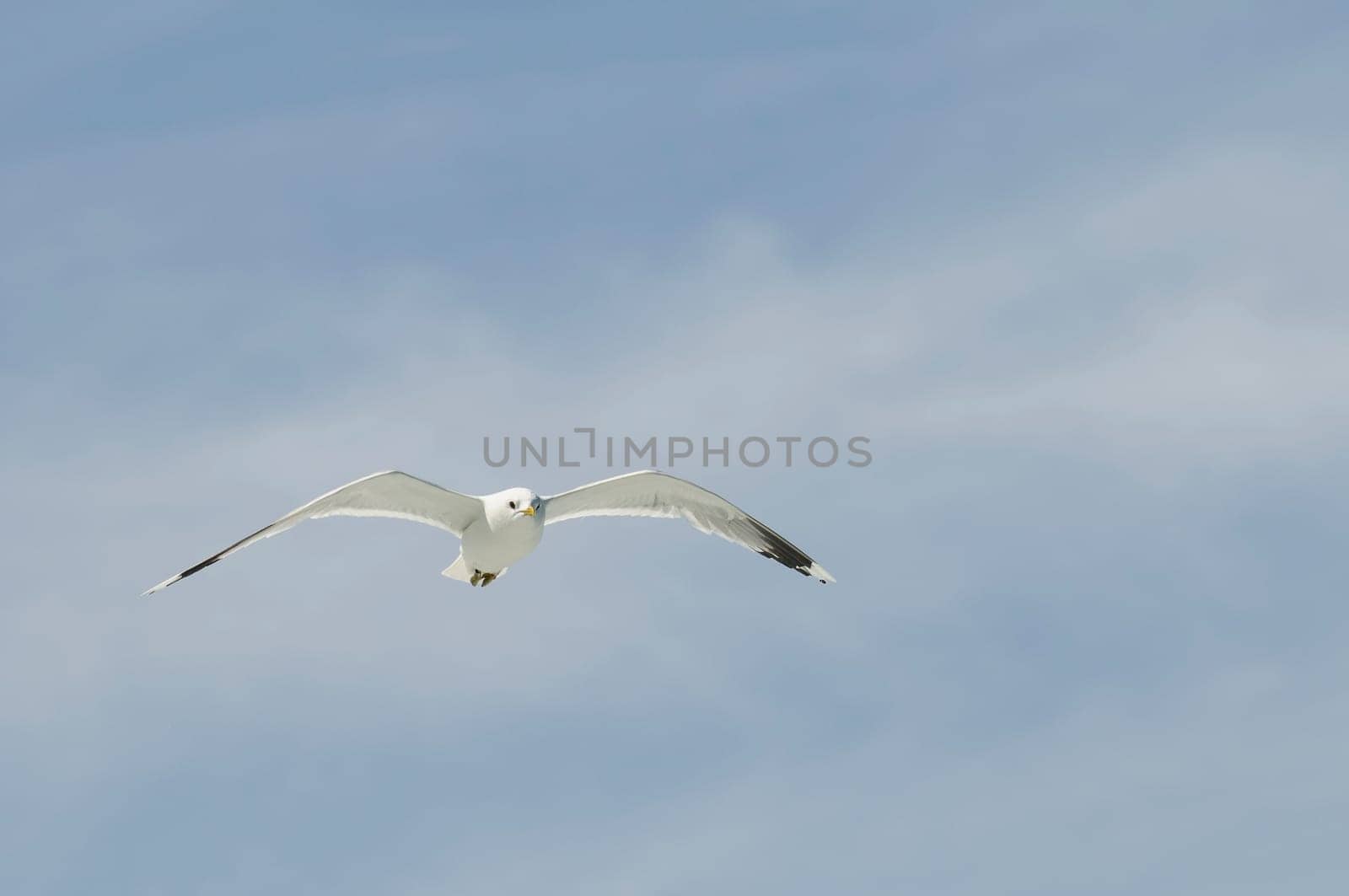 herring gull