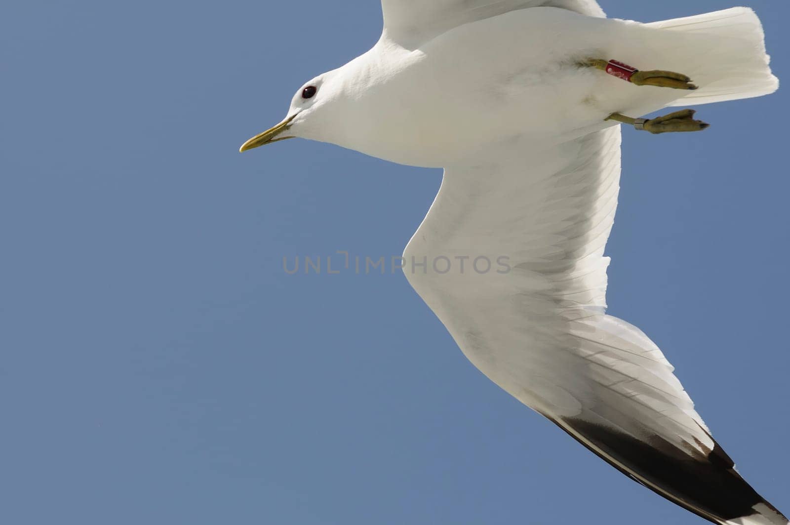herring gull