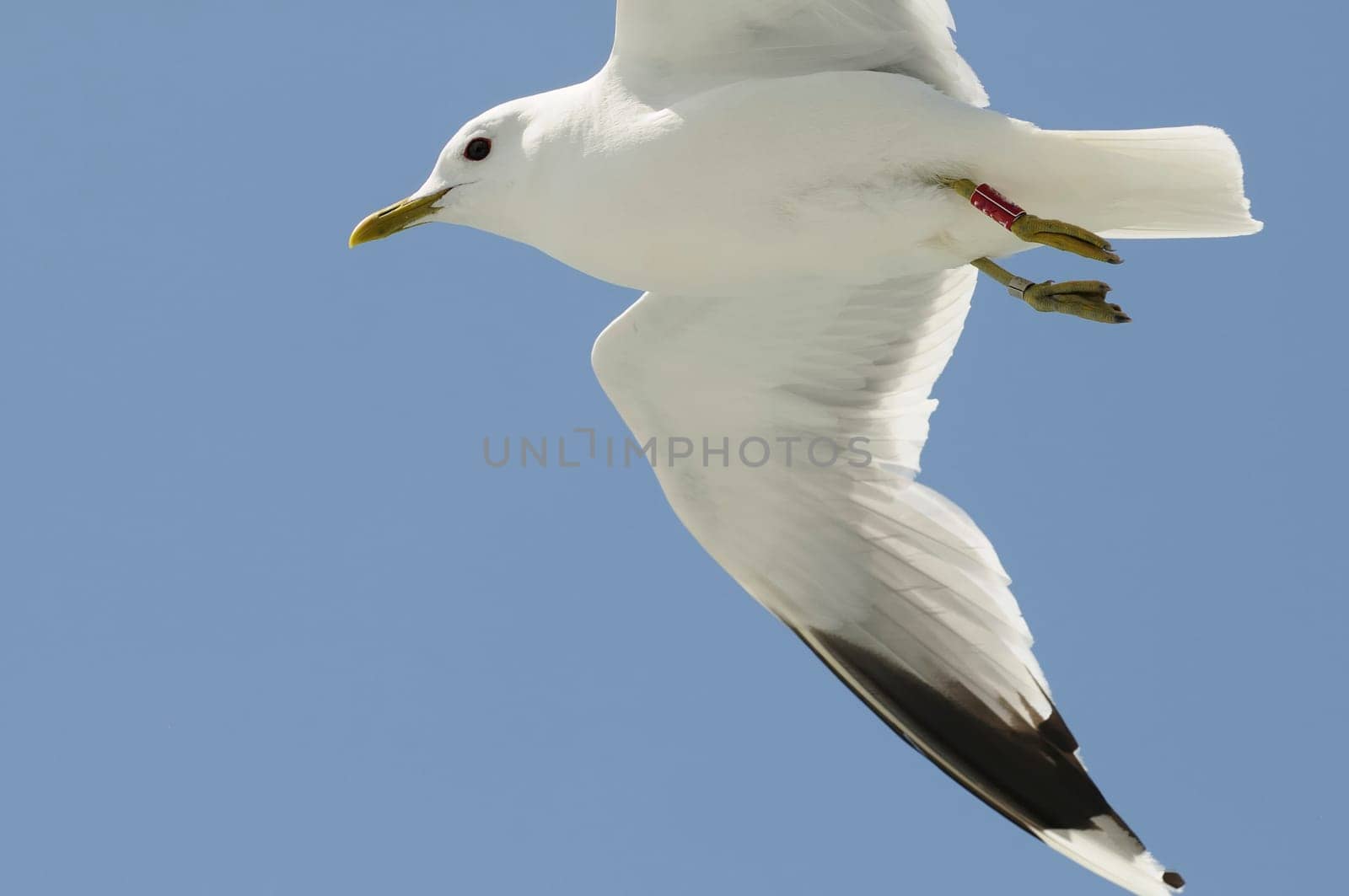 herring gull