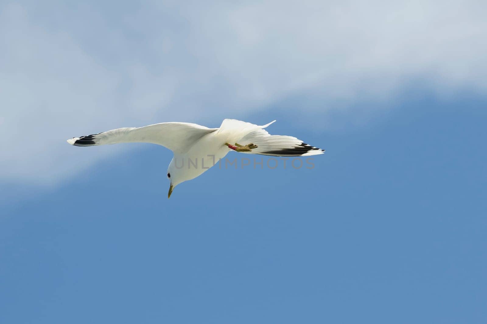 herring gull