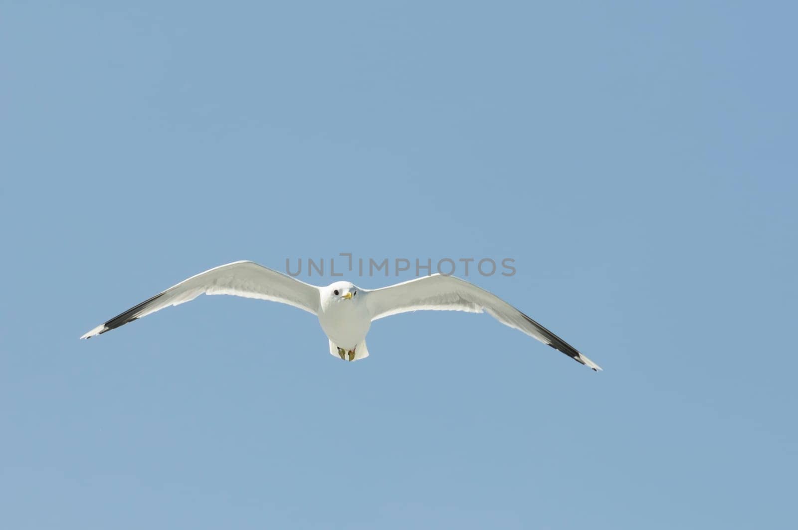 herring gull
