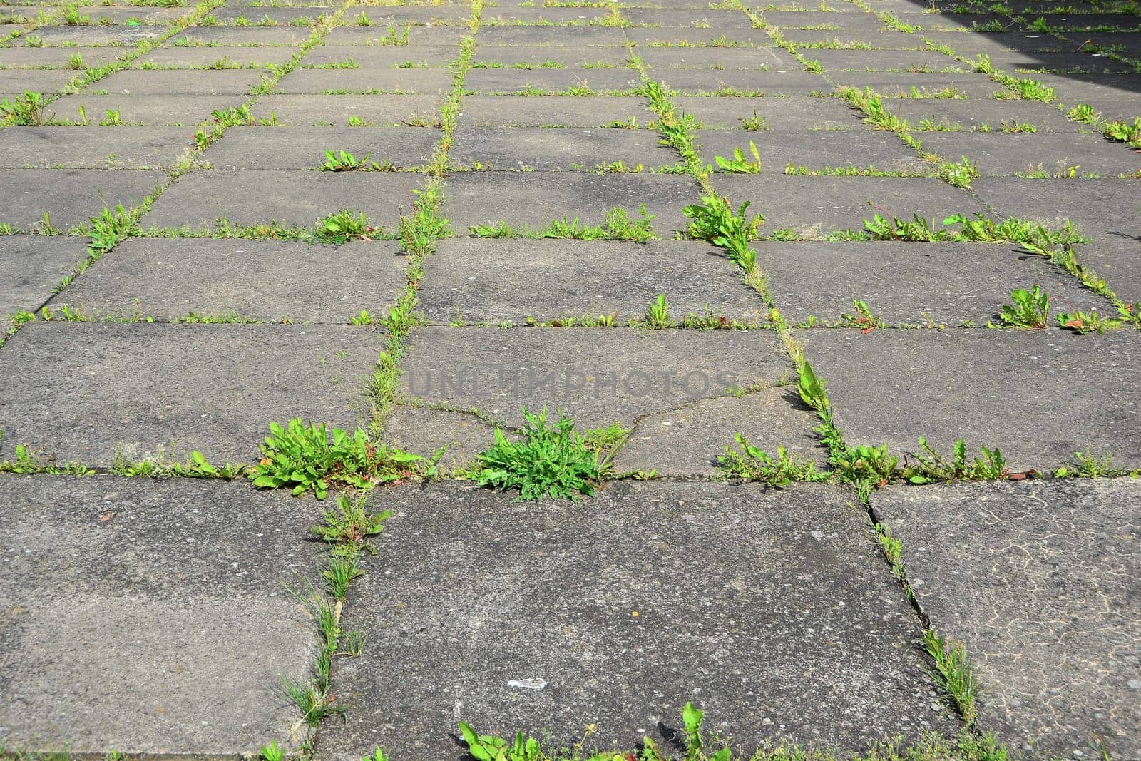 overgrown sidewalk