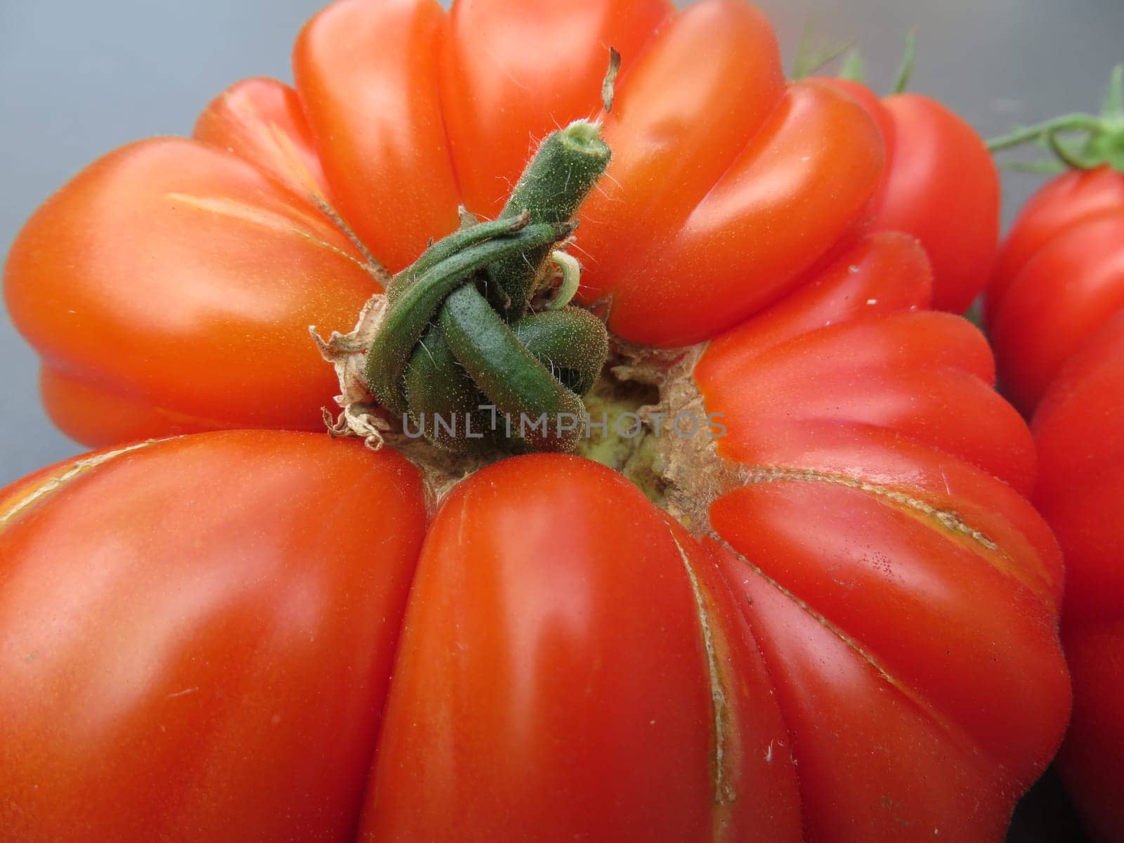 Tomato - Costoluto fiorentino