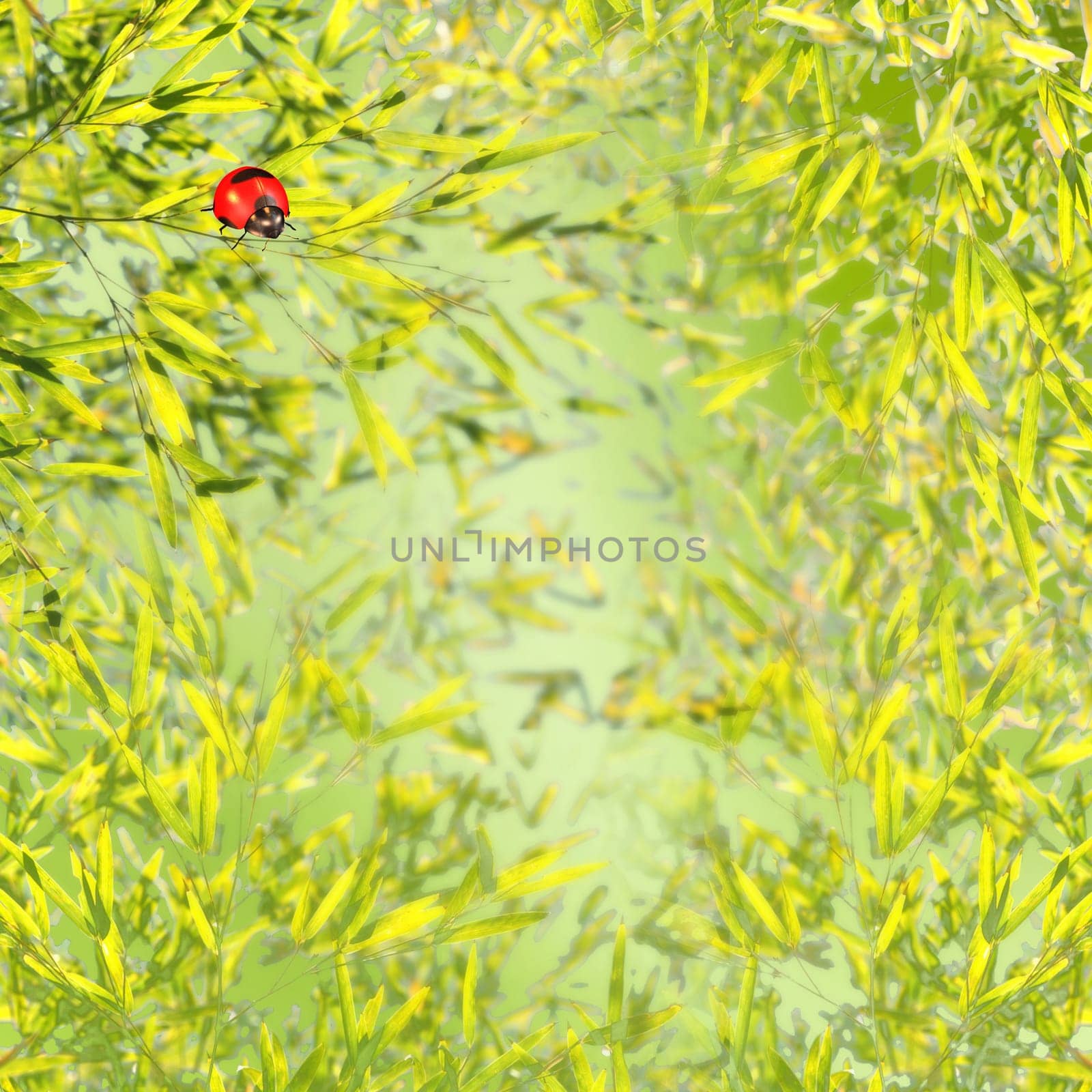 Ladybug with nice background for adv or others purpose use
